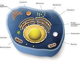 The reason why it is empty. Information About Animal Cells Biology Wise