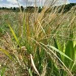 Image result for Loudetia simplex