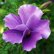 Hibiscus Heterophyllus Native Rosella Google Search Available Through Bunnings Hibiscus Hibiscus Garden Hibiscus Flowers