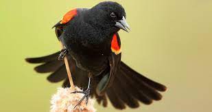 We did not find results for: Red Winged Blackbird Sounds All About Birds Cornell Lab Of Ornithology