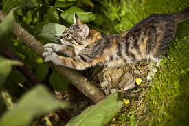 Comment Eloigner Les Chats De Son Jardin Nos Conseils