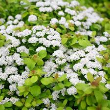 Image result for Spiraea