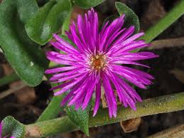 Image result for Aizoaceae