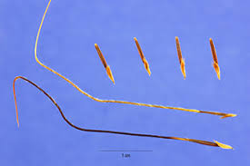 Image result for Heteropogon contortus