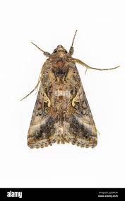 Image result for Autographa macrogamma