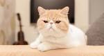 Exotic Shorthair Cat Breeders Websites - KittySites.Com