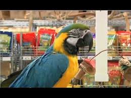 How much does a bird cost at petsmart? Pin On Budgies