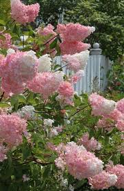 Flowering trees can become a floral focal point for your front yard or a natural way to add stunning color to the back. Flowers That Grow Well In Michigan