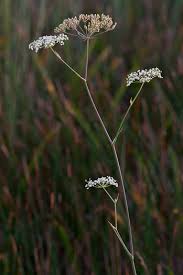 Image result for Secamone filiformis