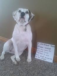 Pillsbury Dog Boy I Ate Flour Then Drank Water Not Only Were My Whiskers Stuck Together I Also Left Dough Pawprints On Dog Shaming Animal Shaming Cute Dogs