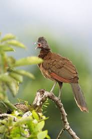 Grey-headed guan, Grey-headed guan, Grey-headed chatalaka, Grey-headed chatalaka Ortalis