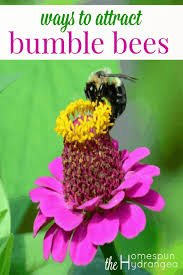 Here's what you can do to invite them into your garden. 12 Ways To Attract Bumble Bees To Your Garden The Homespun Hydrangea