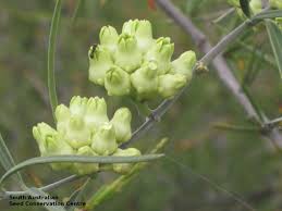 Image result for Marsdenia macrantha