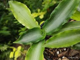 Image result for Murdannia tenuissima