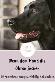 Wenn Dem Hund Die Ohren Jucken Hunde Hundegesundheit Juckreiz