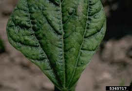 Green bean plant diseases pictures. Viral Diseases Of Bean Seminis