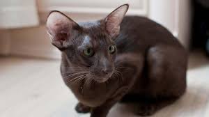 It is closely related to the oriental shorthair. Oriental Price Personality Lifespan