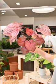 Image result for Caladium