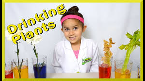 Rainbow colours are always fun, so start by lining up a few paper cups, each with its. Color Changing Flowers And Celery Experiment Grace S Science Place Youtube