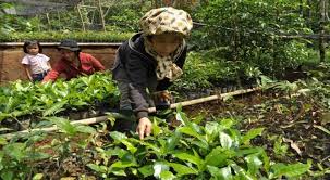 Bibit durian montong ini bisa kita dapatkan dengan cara membeli di toko penjual bibit tanaman buah secara online ataupun memilih langsung di toko bibit. Petani Kreatif Gabungkan Tanaman Jeruk Dan Durian Okezone Economy