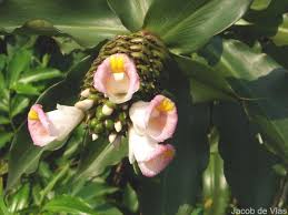 Image result for Costus afer