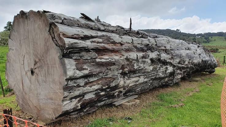 Earth's magnetic field broke down 42,000 years ago and caused massive  sudden climate change | Stuff