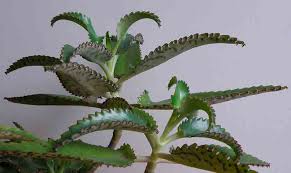 Grow and care kalanchoe tubiflora. Mother Of Thousands Or Millions Plant Care Growing Kalanchoe