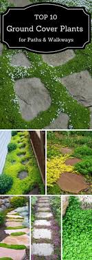Top 10 Plants And Ground Cover For Your Paths And Walkways Garten Straucher Garten Und Gehwege