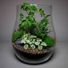 Large Glass Open Terrarium Terrarios