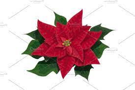 Poinsettia Vector Isolated Flower Best Flower Wallpaper Poinsettia Flower Poinsettia Plant