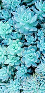 May 11, 2021 · the design experts at hgtv share colorful and trendy bathroom color palettes to inspire your bathroom update or renovation. Turquoise Flower Iphone Wallpapers Top Free Turquoise Flower Iphone Backgrounds Wallpaperaccess