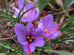 Medicinal Spices Saffron Crocus Sativus Saffron Flower Crocus Bulbs Saffron Crocus