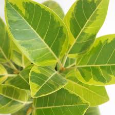 Image result for Ficus demeusei