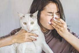Maybe you would like to learn more about one of these? Researchers Eye Vaccination For Cats That Could Alleviate Human Allergies