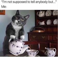 Pin By Cienna Victoria Sorell On Lol Animal Memes Funny Pictures Haha Funny