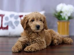 Their small size also makes them more suited for small homes or apartments. Visit Our Mini Goldendoodle Puppies For Sale Near Westerville Ohio