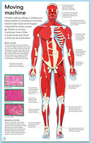 Jun 19, 2021 · in this human body drawing tutorial, you'll learn basic human body outline drawing techniques. Diagram Diagram Of Muscle In The Body Full Version Hd Quality The Body