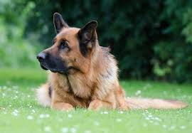 Dog And Puppy Dream Meaning