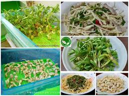 pin on organic sprouts