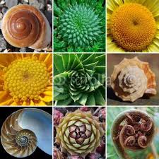 Natural Fibonacci Sequence Sacred Geometry In Nature Geometry In Nature Fibonacci Spiral Art Spirals In Nature