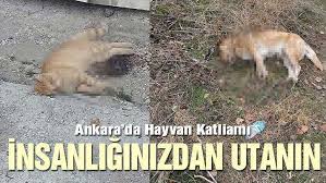 Ankara Da Hayvan Katliami Insanliginizdan Utanin Son Dakika Haberleri