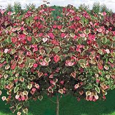 Carolina sweetheart™ redbud (cercis canadensis 'nccc1' ppaf) Carolina Sweetheart Redbud Michigan Bulb Company