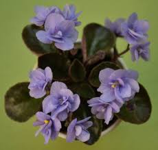Miniature african violets are great for people with limited space. Cool Blue Semi Miniature African Violet Plant Flowers Baby Violets African Violets