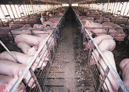 Environmental Impact Of Pig Farming Wikipedia