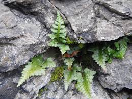 Image result for Asplenium uschiae