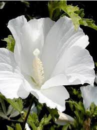 We did not find results for: Mauve En Arbre Totus Albus Hibiscus Syriacus Le Jardin Du Pic Vert