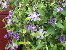 Start propagating clematis by taking clematis cuttings for clematis propagation from your healthy clematis in early summer. Shrub Clematis Information And Photos To Small Clematis On Stems