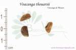 Image result for Voacanga thouarsii