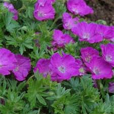 Image result for Geranium sanguineum Max Frei
