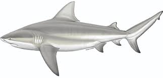 A bull shark has small eyes. Bull Shark Virginia Institute Of Marine Science